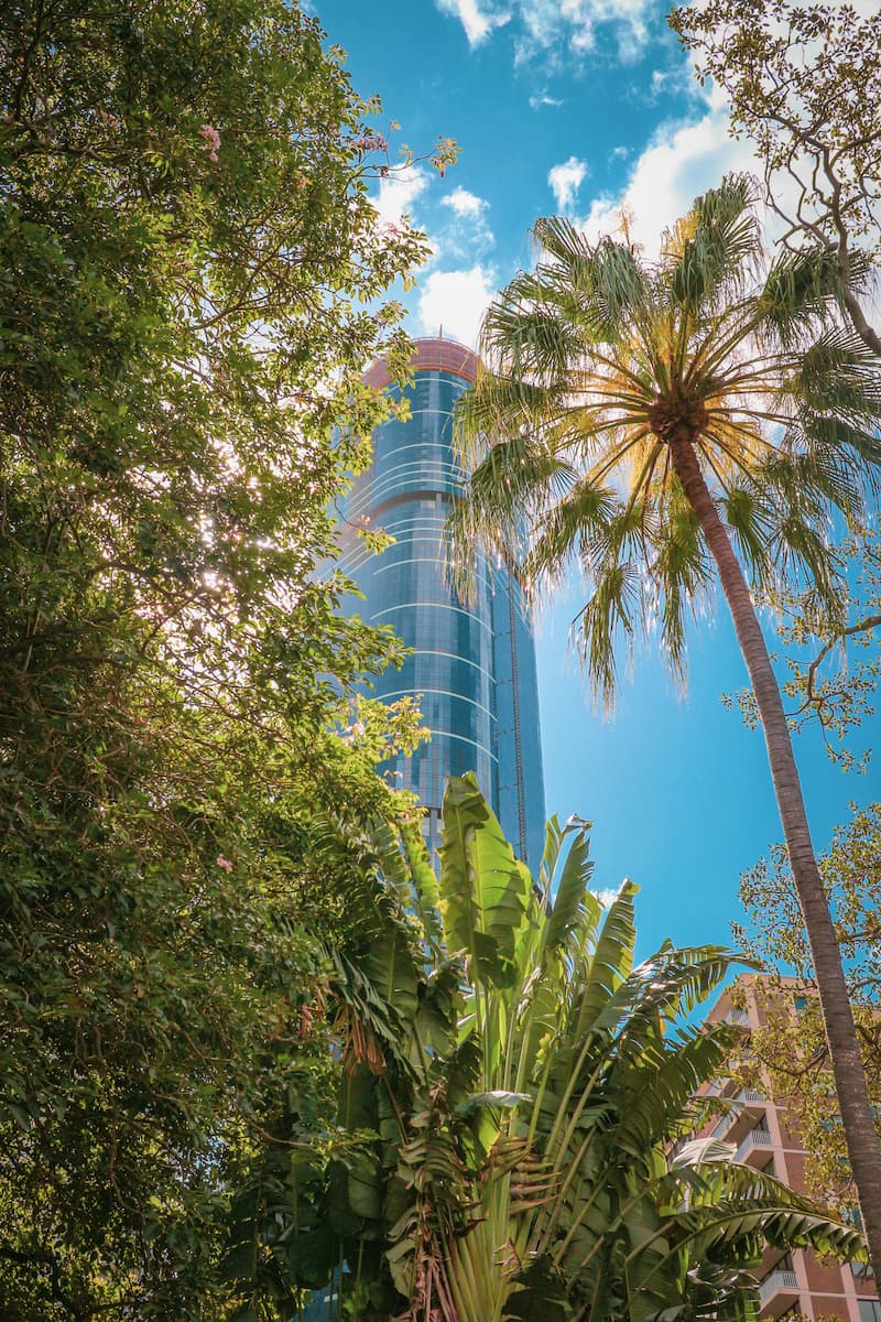 trees with a skyscraper in the background